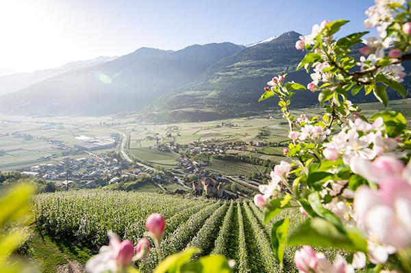 Frühling im Meraner Land