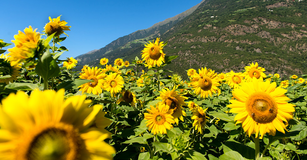 Partschins, Rabland und Töll im Vinschgau